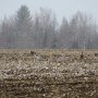 <p align=left> Le matin du départ, le 23 avril 2015, dans le champ d'en face, quelques outardes sont déjà arrrivées et s'en donnent à coeur joie dans le champ de maïs Il neige.